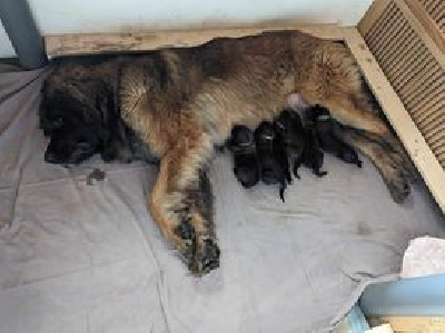 du Chapeau de gendarme - Leonberger - Portée née le 31/05/2024