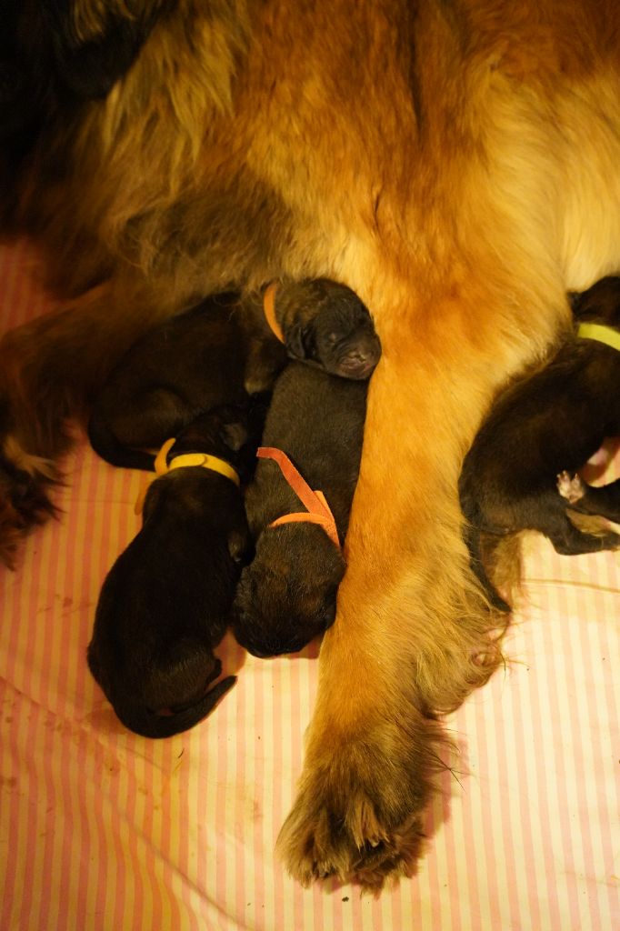 du Chapeau de gendarme - Chiots disponibles - Leonberger