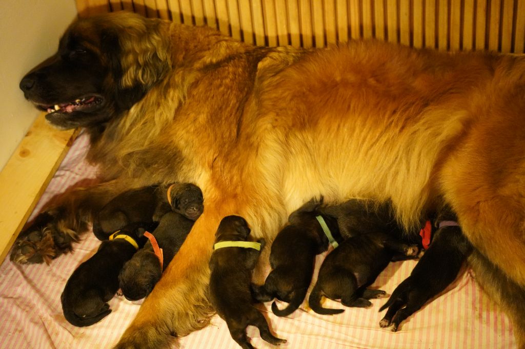 Chiot Leonberger du Chapeau de gendarme