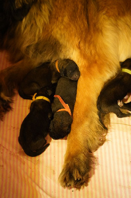 CHIOT 3