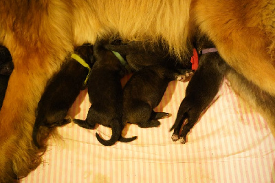 CHIOT 4