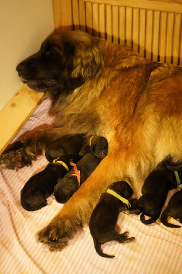 CHIOT 2