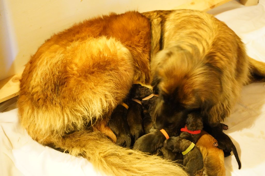 du Chapeau de gendarme - Chiots disponibles - Leonberger