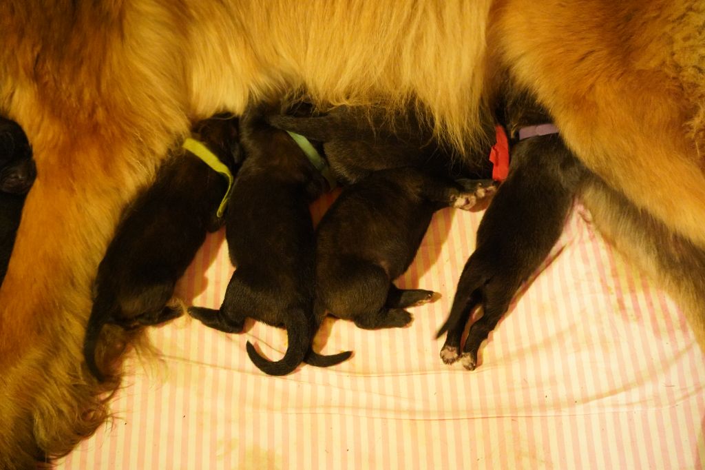 du Chapeau de gendarme - Chiots disponibles - Leonberger