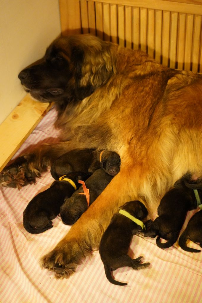 du Chapeau de gendarme - Chiots disponibles - Leonberger